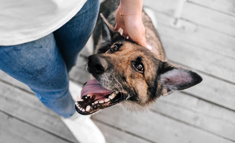 Wellness Exams | Barrhaven Veterinary Hospital