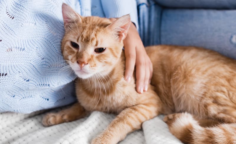Veterinary Surgery, Barrhaven Veterinary Hospital
